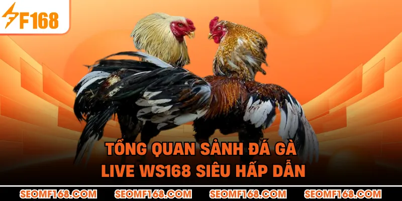 Tổng quan sảnh đá gà live WS168 siêu hấp dẫn